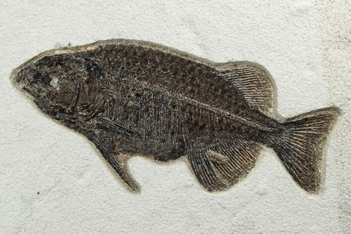 Beautiful Fish Fossil (Phareodus) - Scare Species #233849